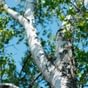 Birch