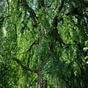 Alder