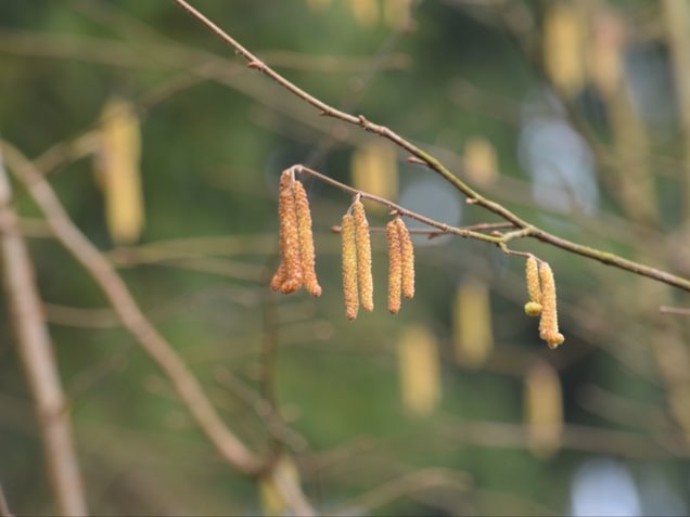 Sintomi della rinite allergica
