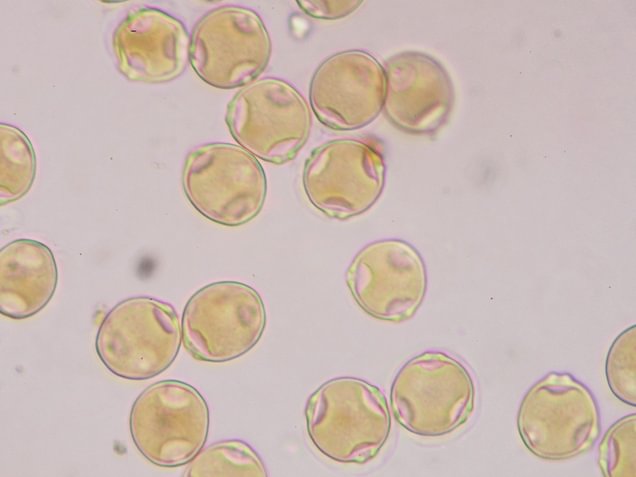 Qu’est-ce que le pollen?